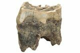 Fossil Woolly Rhino (Coelodonta) Tooth - Siberia #225603-2